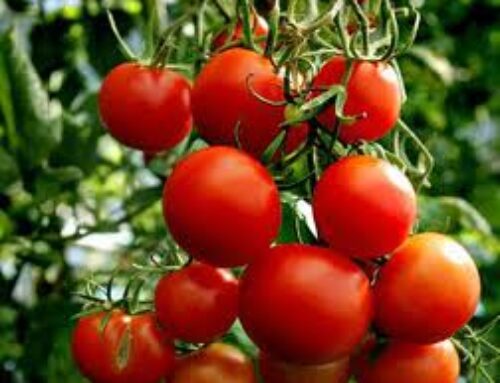 Et par gode råd om dyrkning af tomater